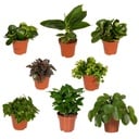 Überraschungsbox - Ø12cm - ↕25cm - x8