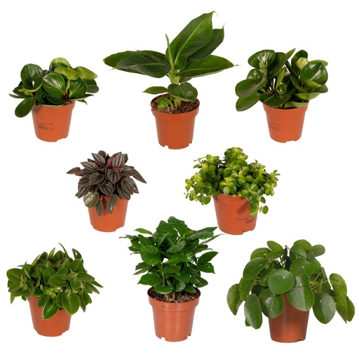 "Überraschungsbox - Topf-Ø 12 cm - Höhe ca. 25 cm - x8 image"
