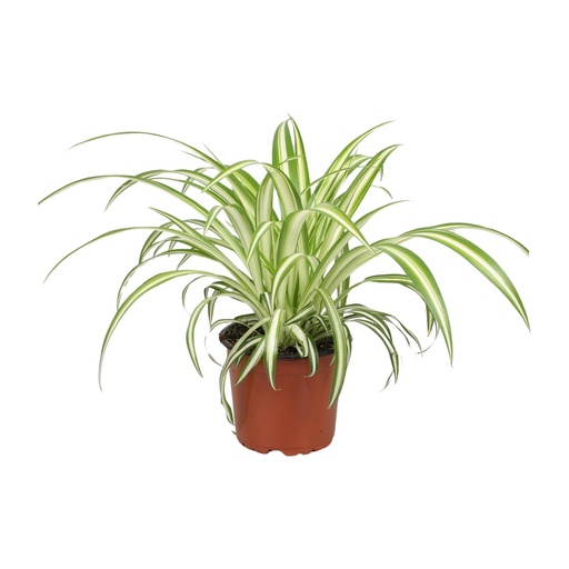 "Chlorophytum - Ø12cm - ↕25cm image"