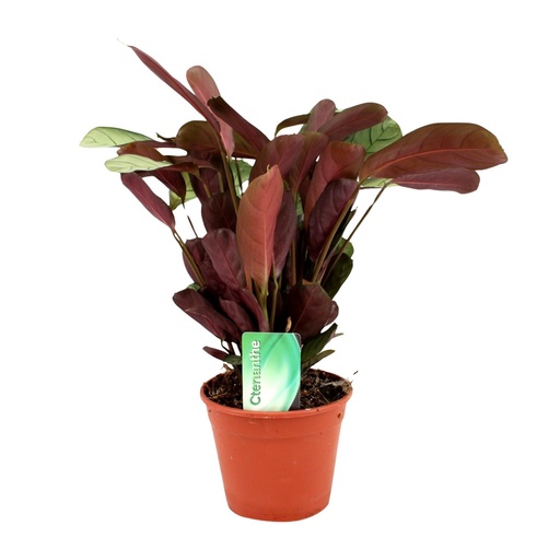"Ctenanthe Amagris - Ø14cm - ↕25cm image"