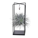 Tillandsia Mix 1 stuck  Ø20cm - ↕20cm