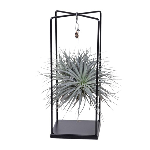 "Tillandsia Mix 1 stuck  Ø20cm - ↕20cm image"