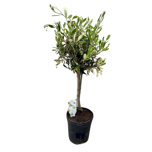 Olea, Topf-Ø 15 cm, Höhe 60 cm