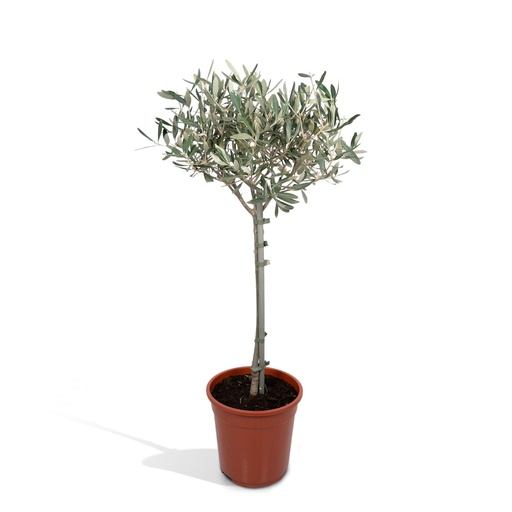 "Olea - Ø19cm - ↕90cm image"