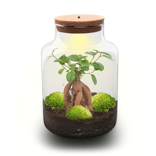 "Flaschengarten - Milky mit bonsai - ↕ 30 cm - No tools image"