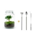 Flaschengarten - Coffea Arabica  - ↕ 28 cm - Rake + Shovel + Tweezer 