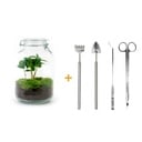 Flaschengarten - Coffea Arabica  - ↕ 28 cm - Rake + Shovel + Tweezer + Scissors
