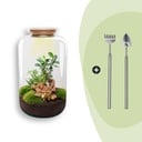 Flaschengarten - Sven Bonsai - ↕ 43 cm - Rake + Shovel