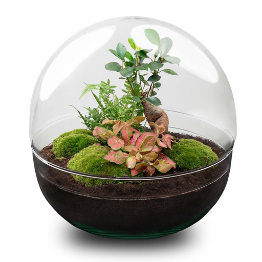 "Flaschengarten - Dome XL - Ficus Ginseng Bonsai - ↕ 30 cm - No tools image"
