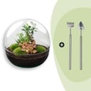 Flaschengarten - Dome XL - Ficus Ginseng Bonsai - ↕ 30 cm - Rake + Shovel