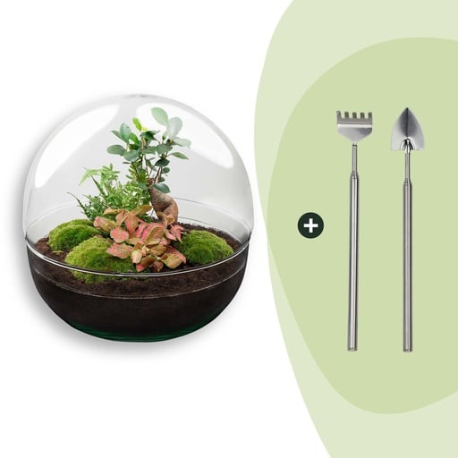 "Flaschengarten - Dome XL - Ficus Ginseng Bonsai - ↕ 30 cm - Rake + Shovel image"