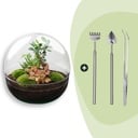 Flaschengarten - Dome XL - Ficus Ginseng Bonsai - ↕ 30 cm - Rake + Shovel + Tweezer
