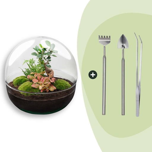"Flaschengarten - Dome XL - Ficus Ginseng Bonsai - ↕ 30 cm - Rake + Shovel + Tweezer image"