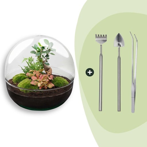 "Flaschengarten - Dome XL - Ficus Ginseng Bonsai - Höhe ca. 30 cm - Rake + Shovel + Tweezer image"