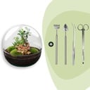 Flaschengarten - Dome XL - Ficus Ginseng Bonsai - ↕ 30 cm - Rake + Shovel + Tweezer + Scissors