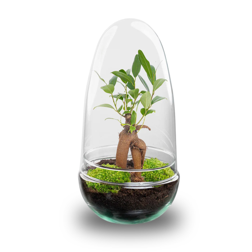 "Flaschengarten - Egg Bonsai - ↕ 25 cm image"