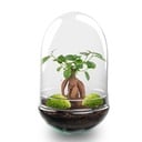 Flaschengarten - Egg XL Bonsai - ↕ 30 cm