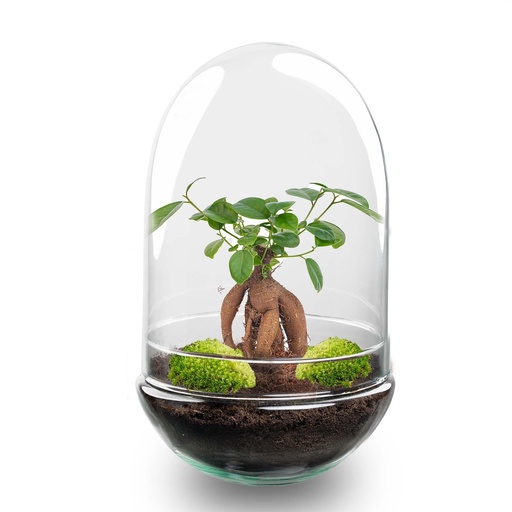 "Flaschengarten - Egg XL Bonsai - ↕ 30 cm image"