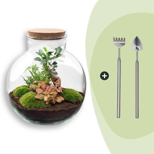 "Flaschengarten - Bolder Bob Bonsai - ↕ 30 cm - Rake + Shovel image"