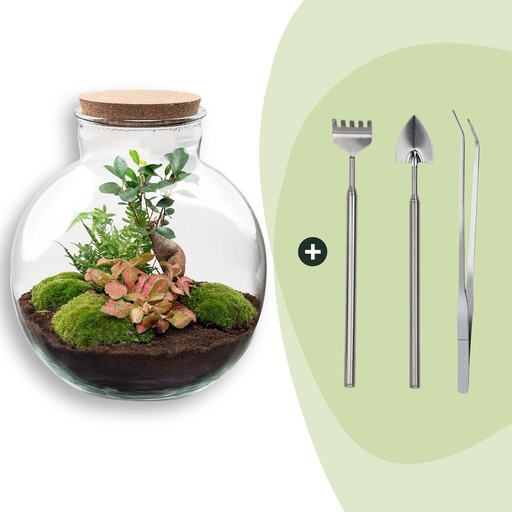 "Flaschengarten - Bolder Bob Bonsai - ↕ 30 cm - Rake + Shovel + Tweezer image"