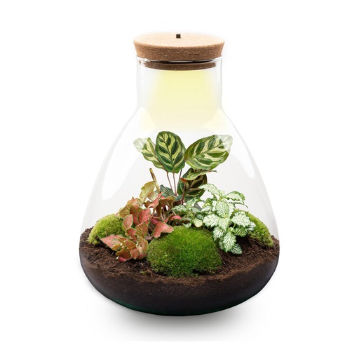 "Flaschengarten - Sam Calathea mit Lampe - ↕ 30 cm - No tools image"