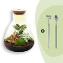 Flaschengarten - Sam Calathea mit Lampe - ↕ 30 cm - Rake + Shovel