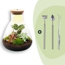 Flaschengarten - Sam Calathea mit Lampe - ↕ 30 cm - Rake + Shovel + Tweezer