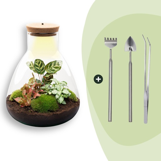 "Flaschengarten - Sam Calathea mit Lampe - ↕ 30 cm - Rake + Shovel + Tweezer image"