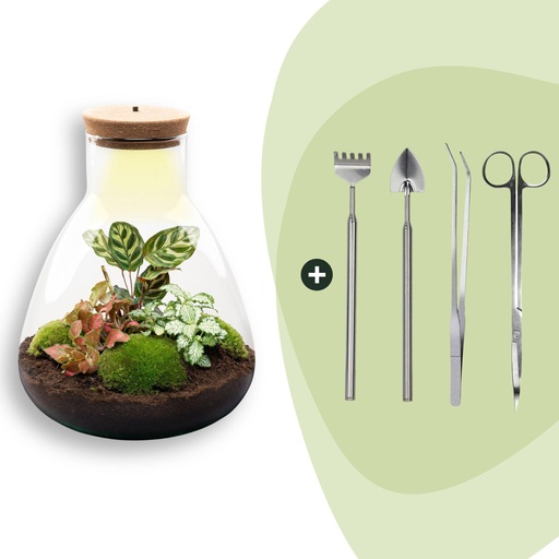 "Flaschengarten - Sam Calathea mit Lampe - ↕ 30 cm - Rake + Shovel + Tweezer + Scissors image"