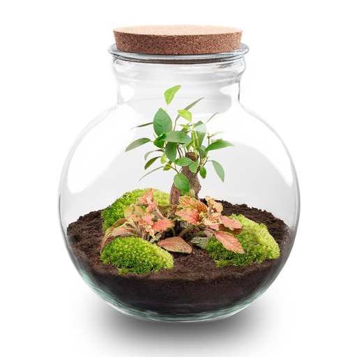 "Flaschengarten - Teddy bonsai - ↕ 26,5 cm - No tools image"