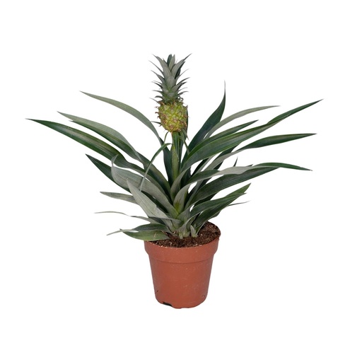 "Bromelia Ananas - Ø12cm - ↕30cm image"