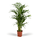 Areca-Palme - Ø17cm - ↕70cm
