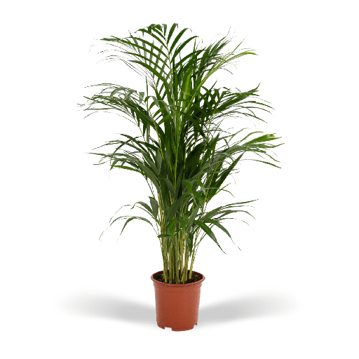 "Areca-Palme - Ø17cm - ↕70cm image"