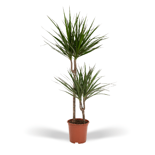 "Dracaena Marginata - Ø19cm - ↕100cm image"