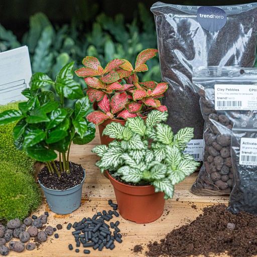 "Flaschengarten-Paket Coffea Arabica image"