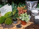 Flaschengarten-Paket Calathea Makoyana - Package 2