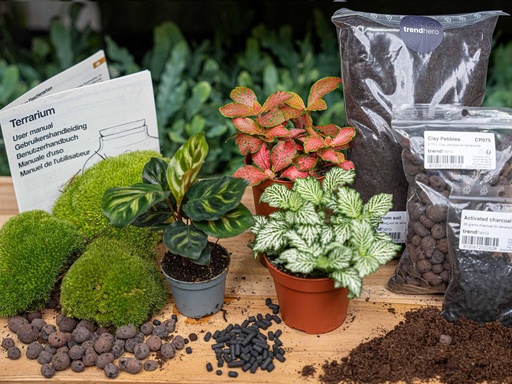 "Flaschengarten-Paket Calathea Makoyana - Package 2 image"
