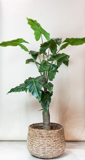 "Kunstpflanze - Alocasia - 150 cm image"