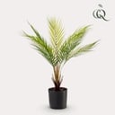 Kunstpflanze - Chamaedorea Elegans - Bergpalme - 50 cm