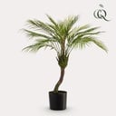 Kunstpflanze - Chamaedorea Elegans - Bergpalme - 85 cm