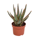 Hallo Zebrina Dannyz 10,5cm - ohne Topf