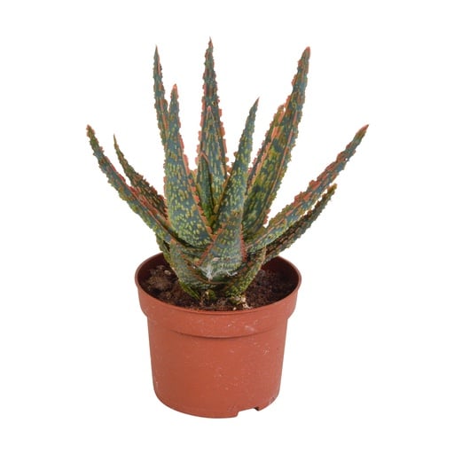 Zebra-Aloe Zebrina, Höhe ca. 10,5 cm