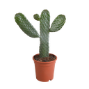 Opuntia consulae - 17cm - ohne Topf
