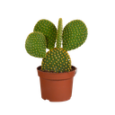 Opuntia microdasys - 12cm - ohne Topf