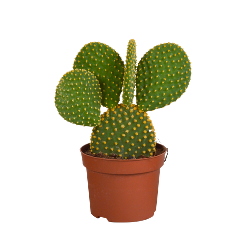 "Opuntia microdasys - 12cm - ohne Topf image"