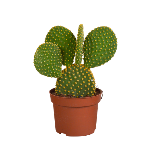 "Goldopuntie (Opuntia microdasys) – pflegeleichte Zimmerpflanze, Höhe ca. 12 cm image"