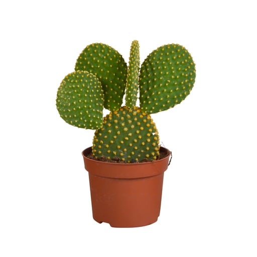 "Goldopuntie (Opuntia microdasys) – pflegeleichte Zimmerpflanze, Höhe ca. 12 cm image"