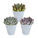  Echeveria-Mischung 8,5 cm - 3x - in witte pot