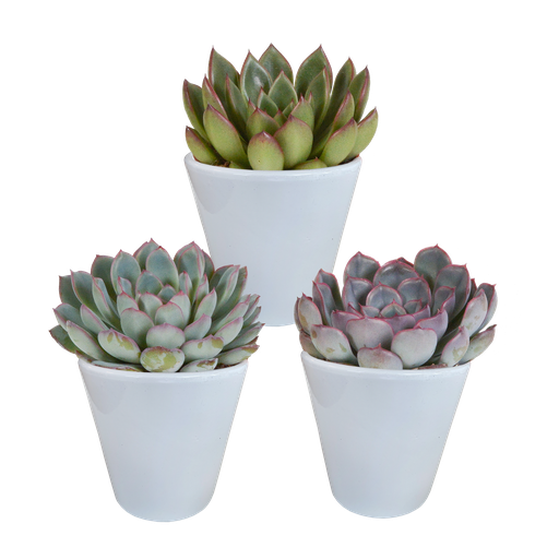 " Echeveria-Mischung 8,5 cm - 3x - in witte pot image"