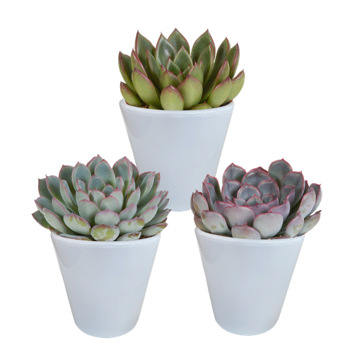 " Echeveria-Mischung 8,5 cm - 3x - in witte pot image"